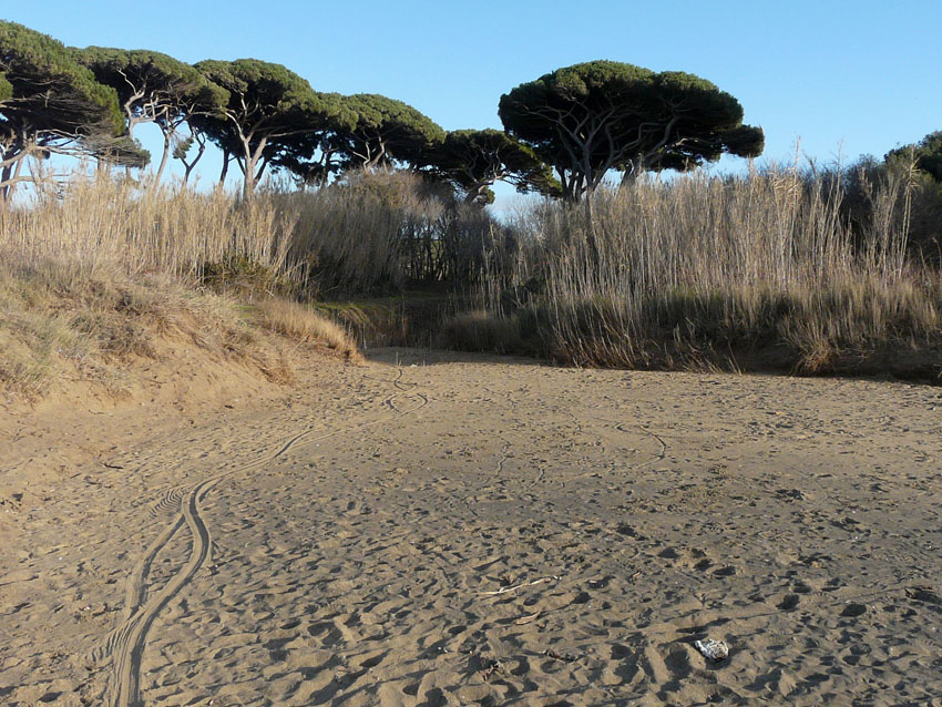 I fossi e lo stagno di Baratti (Piombino - LI)